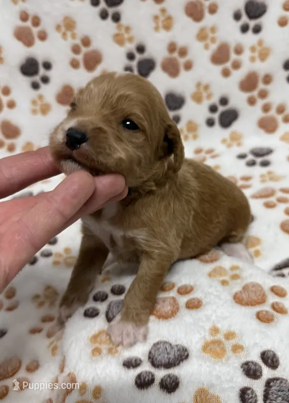 F1B Labradoodle Male - Blue – Labradoodle, Poodle - Standard  puppy for sale in Kershaw, SC