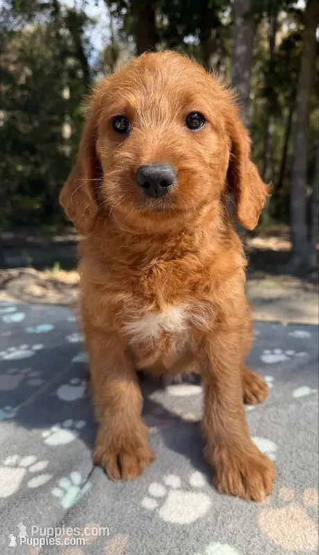 F1B Labradoodle Female - Pink – Labradoodle, Poodle - Standard  puppy for sale in Kershaw, SC