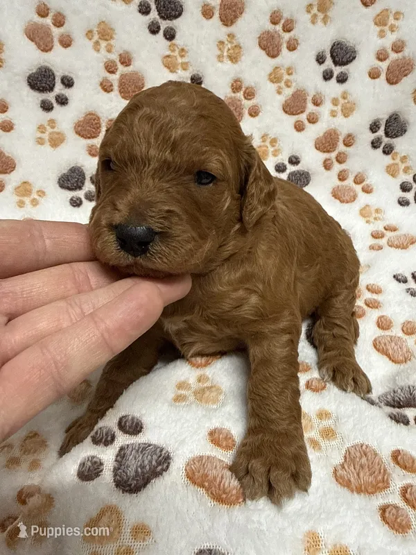 F1B Labradoodle Female - Purple – Labradoodle, Poodle - Standard  puppy for sale in Kershaw, SC