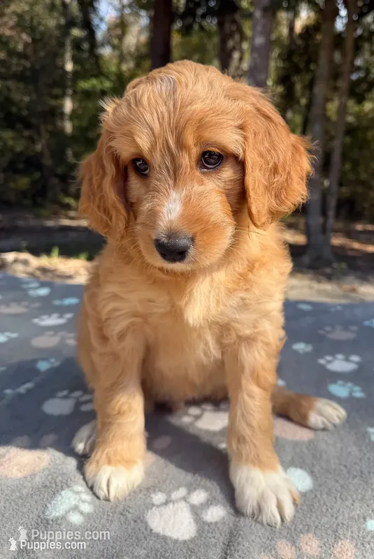 F1B Labradoodle Female - Tan – Labradoodle, Poodle - Standard  puppy for sale in Kershaw, SC