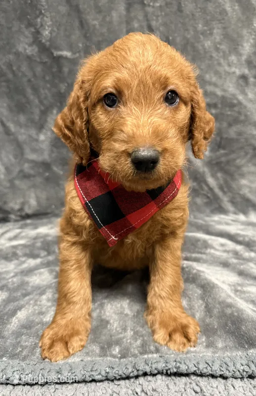 F1B Labradoodle Male - Red – Labradoodle, Poodle - Standard  puppy for sale in Kershaw, SC