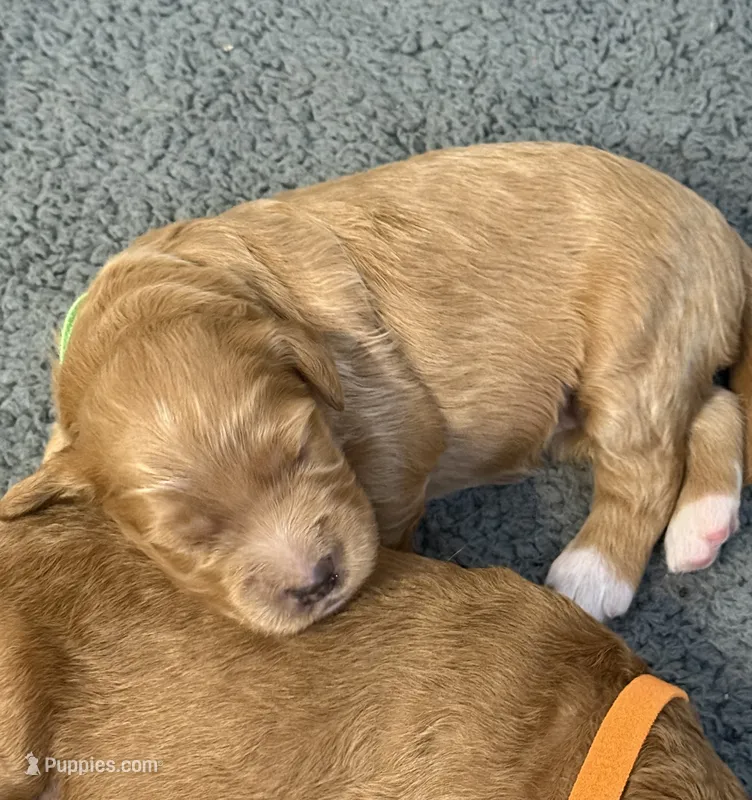 F1B Labradoodle Female - Green – Labradoodle, Poodle - Standard  puppy for sale in Kershaw, SC