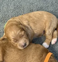 F1B Labradoodle Female - Green, a female Labradoodle and Poodle - Standard  for sale in Kershaw, SC – 1 of 3