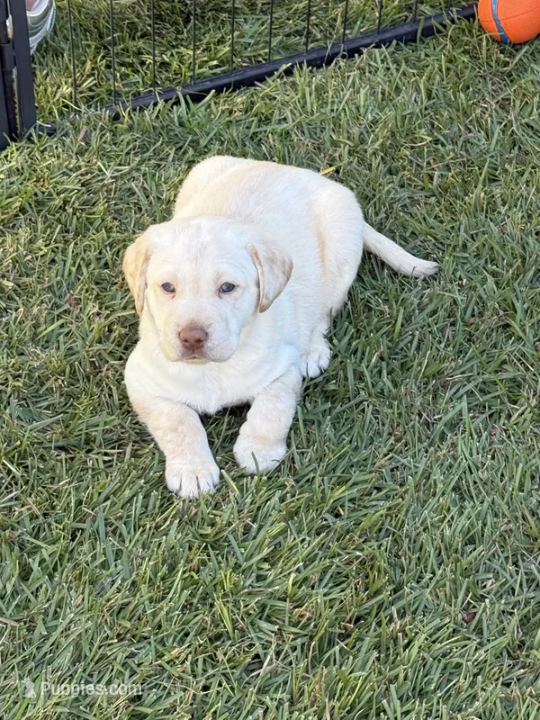 Yellow Female - Green Collar – Labrador Retriever puppy for sale in Kershaw, SC