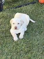 Yellow Female - Green Collar, a female Labrador Retriever for sale in Kershaw, SC – 1 of 4