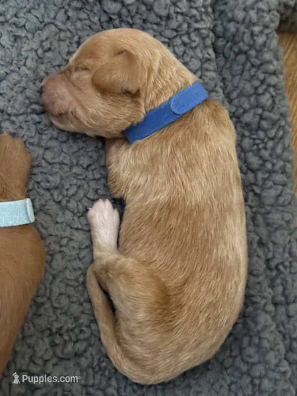 F1B Labradoodle Male - Blue – Labradoodle, Poodle - Standard  puppy for sale in Kershaw, SC