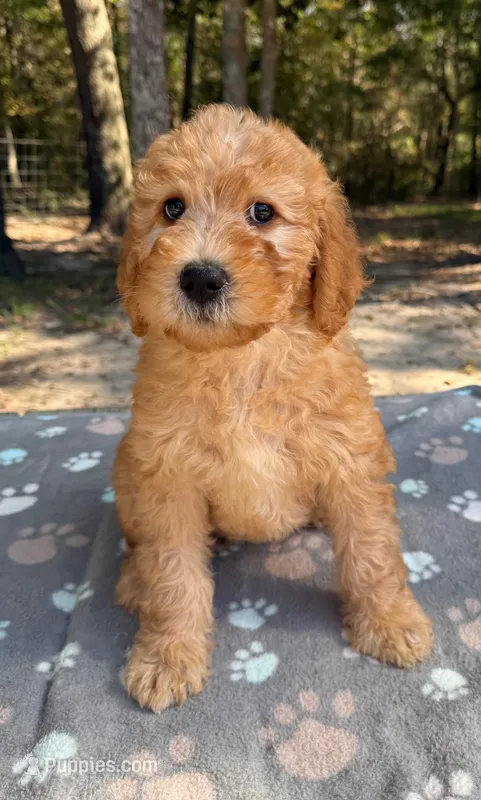 F1B Labradoodle Female - Yellow – Labradoodle, Poodle - Standard  puppy for sale in Kershaw, SC