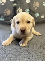 processed/2e5c2469-1c50-4d26-adfa-3e518a2c8d5d/listing/ac5b5e6f-3673-468d-a567-a0e1fb8a2274/f8c29baa-0954-4c95-a9ac-2e0480e2a588