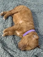 F1B Labradoodle Female - Purple, a female Labradoodle and Poodle - Standard  for sale in Kershaw, SC – 2 of 3