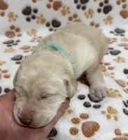Yellow Female - Green, a female Labrador Retriever for sale in Kershaw, SC – 2 of 2