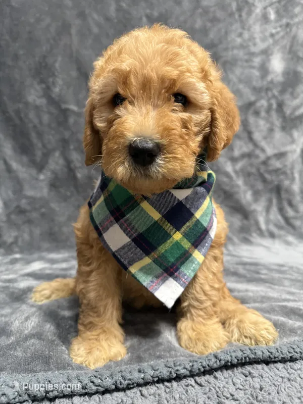 F1B Labradoodle Female - Yellow – Labradoodle, Poodle - Standard  puppy for sale in Kershaw, SC
