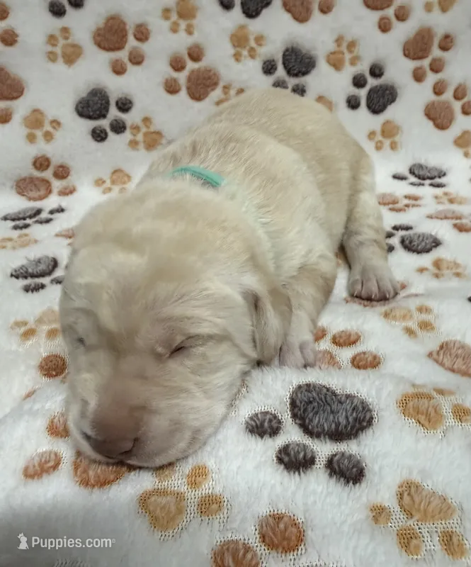 Yellow Female - Green – Labrador Retriever puppy for sale in Kershaw, SC