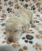Yellow Female - Green, a female Labrador Retriever for sale in Kershaw, SC – 1 of 2