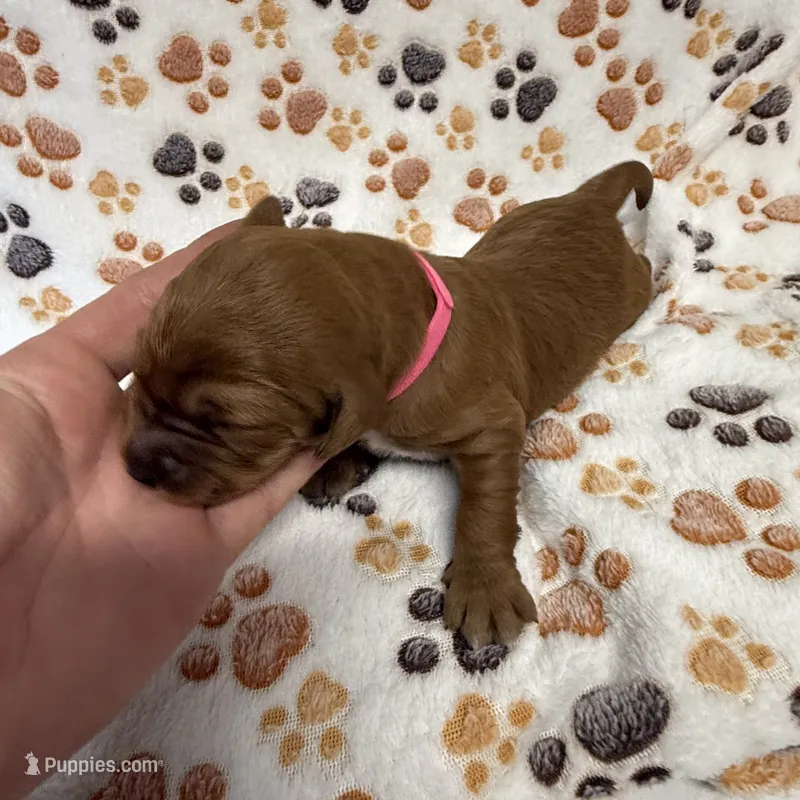 F1B Labradoodle Female - Pink – Labradoodle, Poodle - Standard  puppy for sale in Kershaw, SC