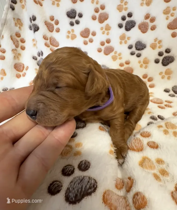 F1B Labradoodle Female - Purple – Labradoodle, Poodle - Standard  puppy for sale in Kershaw, SC