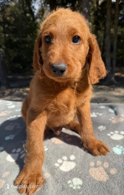 F1B Labradoodle Male - Orange – Labradoodle, Poodle - Standard  puppy for sale in Kershaw, SC