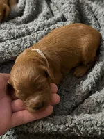 F1B Labradoodle Female - Silver, a female Labradoodle and Poodle - Standard  for sale in Kershaw, SC – 3 of 3