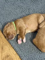 F1B Labradoodle Female - Green, a female Labradoodle and Poodle - Standard  for sale in Kershaw, SC – 3 of 3