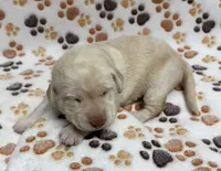 Yellow Female - Tan, a female Labrador Retriever for sale in Kershaw, SC – 2 of 3