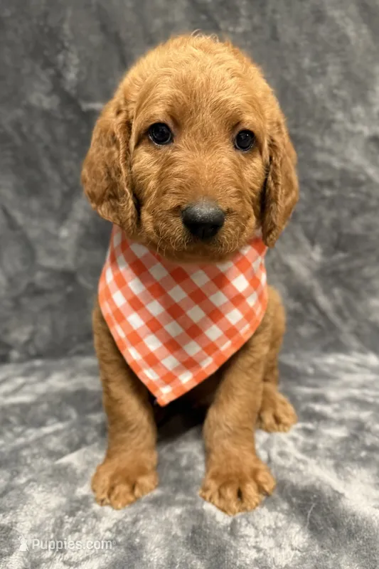 F1B Labradoodle Male - Orange – Labradoodle, Poodle - Standard  puppy for sale in Kershaw, SC