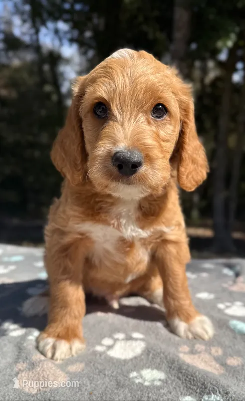 F1B Labradoodle Male - Blue – Labradoodle, Poodle - Standard  puppy for sale in Kershaw, SC
