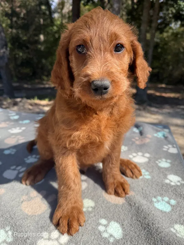F1B Labradoodle Male - Red – Labradoodle, Poodle - Standard  puppy for sale in Kershaw, SC