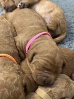 F1B Labradoodle Female - Pink, a female Labradoodle and Poodle - Standard  for sale in Kershaw, SC – 3 of 3