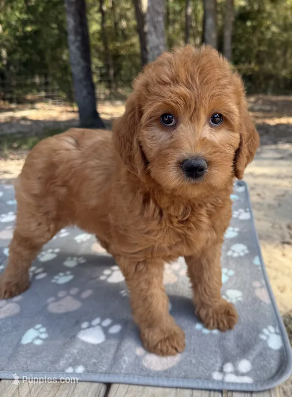 F1B Labradoodle Female - Baby Blue – Labradoodle, Poodle - Standard  puppy for sale in Kershaw, SC