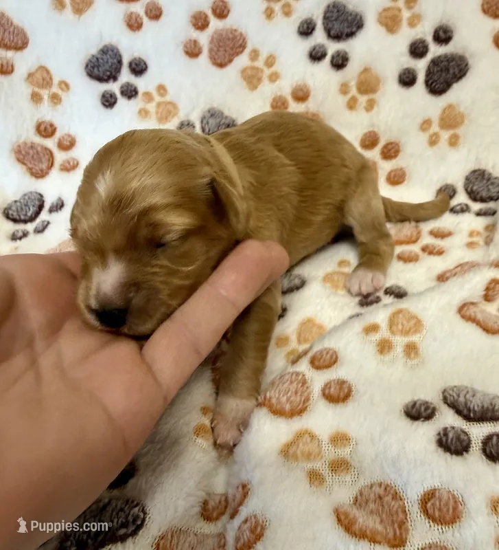 F1B Labradoodle Female - Tan – Labradoodle, Poodle - Standard  puppy for sale in Kershaw, SC