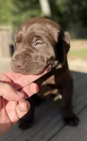 Chocolate Female - Purple Collar, a female Labrador Retriever for sale in Kershaw, SC – 1 of 4