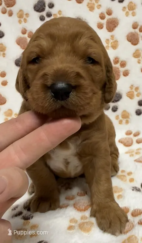 F1B Labradoodle Female - Pink – Labradoodle, Poodle - Standard  puppy for sale in Kershaw, SC