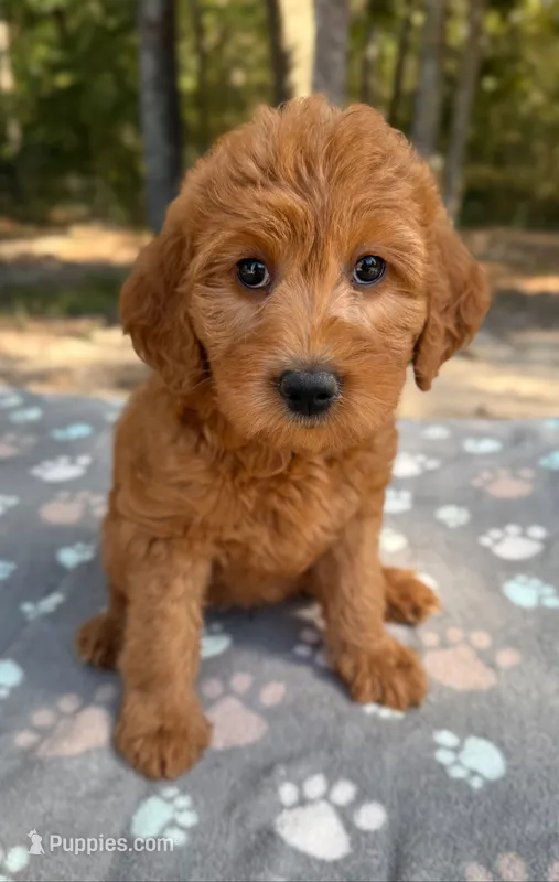 F1B Labradoodle Female - Baby Blue – Labradoodle, Poodle - Standard  puppy for sale in Kershaw, SC