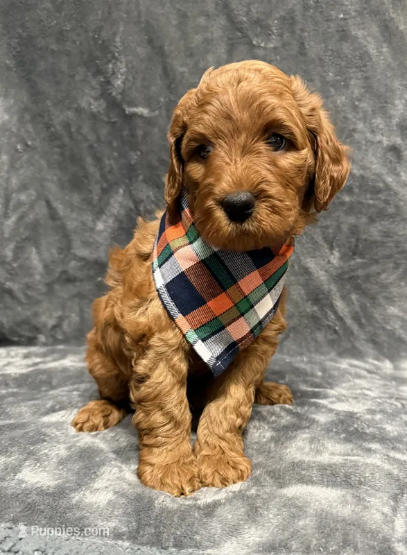 F1B Labradoodle Female - Silver – Labradoodle, Poodle - Standard  puppy for sale in Kershaw, SC