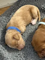 F1B Labradoodle Male - Blue, a male Labradoodle and Poodle - Standard  for sale in Kershaw, SC – 3 of 4