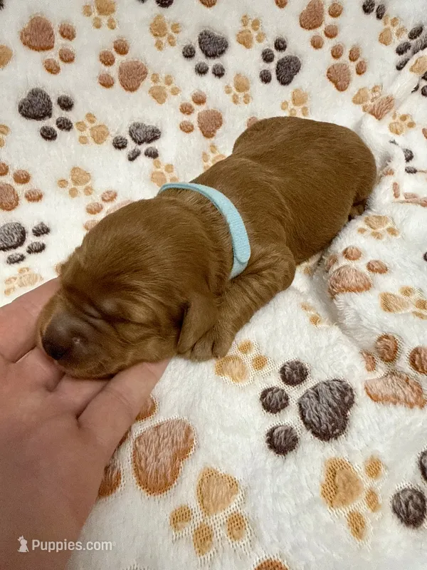 F1B Labradoodle Female - Baby Blue – Labradoodle, Poodle - Standard  puppy for sale in Kershaw, SC