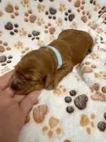 F1B Labradoodle Female - Baby Blue, a female Labradoodle and Poodle - Standard  for sale in Kershaw, SC – 1 of 3