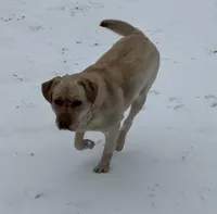 Abby, a female Labrador Retriever for sale in Kershaw, SC – Photo 3 of 5