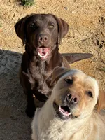 Abby, a female Labrador Retriever for sale in Kershaw, SC – Photo 5 of 5