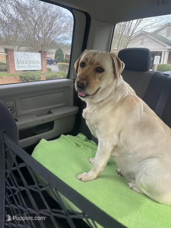 Abby – Labrador Retriever puppy for sale in Kershaw, SC