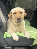 Abby, a female Labrador Retriever for sale in Kershaw, SC – Photo 2 of 5