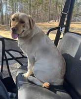 Abby, a female Labrador Retriever for sale in Kershaw, SC – Photo 4 of 5