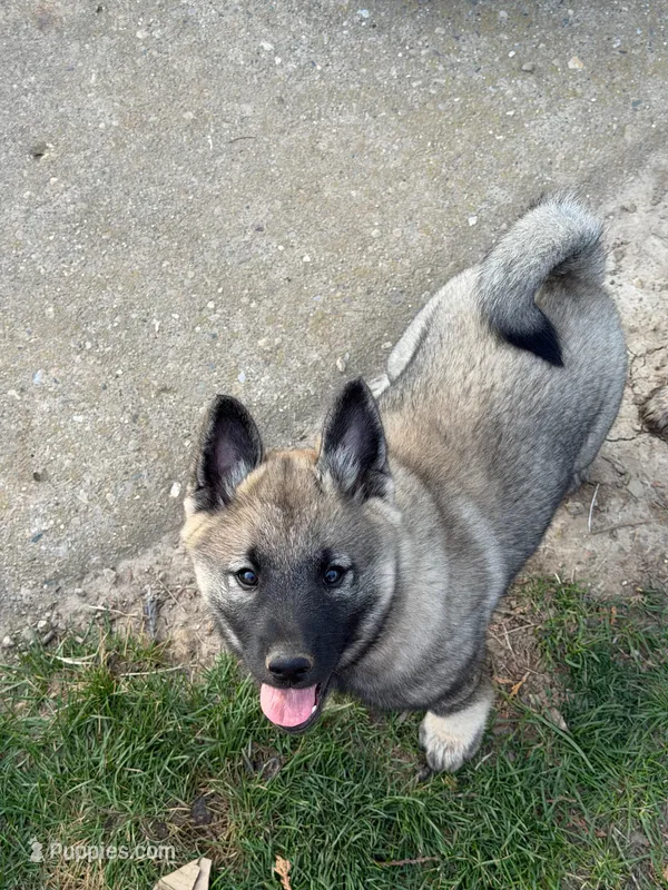 Clark – Norwegian Elkhound puppy for sale in Amboy, IN
