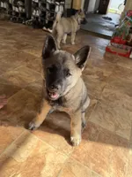 Clark, a male Norwegian Elkhound for sale in Amboy, IN – Photo 3 of 3