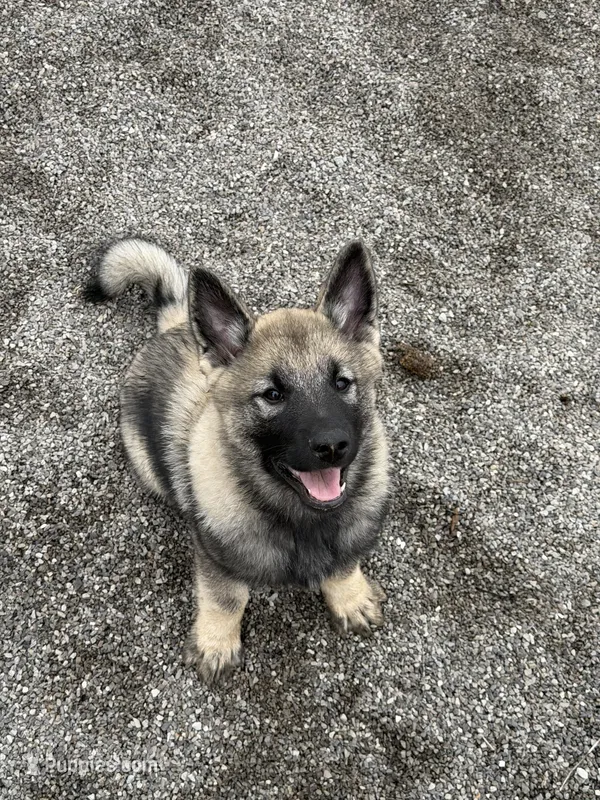 Clark – Norwegian Elkhound puppy for sale in Amboy, IN