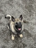 Clark, a male Norwegian Elkhound for sale in Amboy, IN – 6 of 8