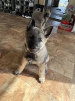 Clark, a male Norwegian Elkhound for sale in Amboy, IN – Photo 2 of 3