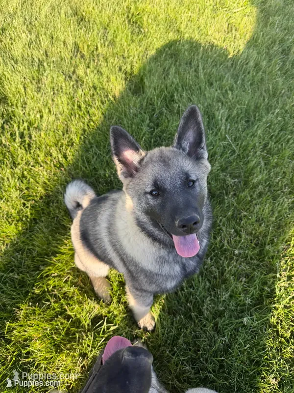 Clark – Norwegian Elkhound puppy for sale in Amboy, IN