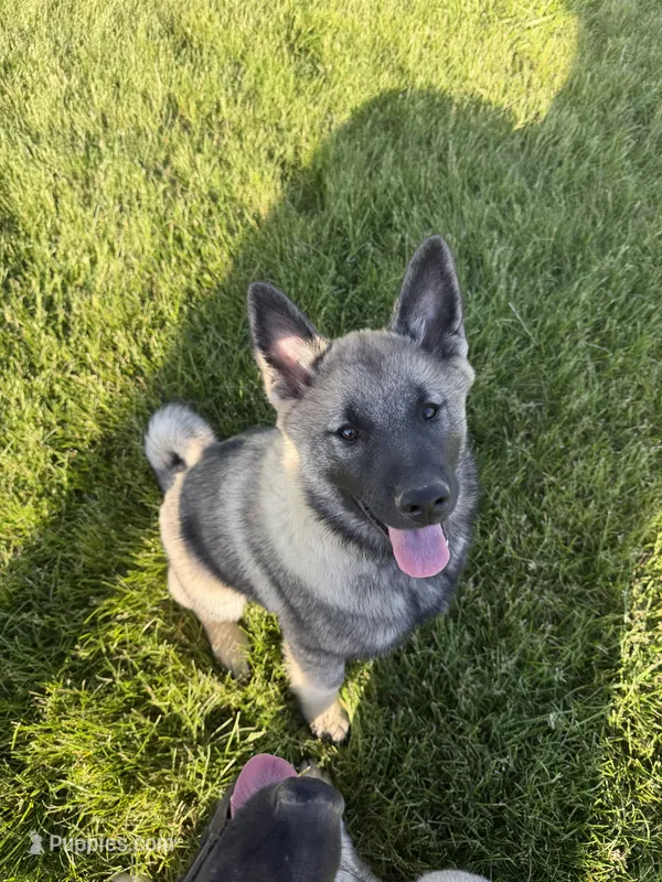 Clark – Norwegian Elkhound puppy for sale in Amboy, IN
