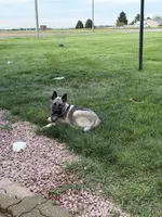 Clark, a male Norwegian Elkhound for sale in Amboy, IN – 2 of 8