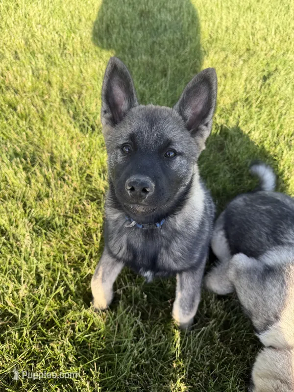 Runty – Norwegian Elkhound puppy for sale in Amboy, IN